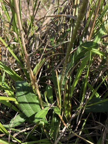 Rudbeckia hirta image