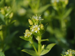 Honckenya peploides major