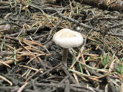 Clitocybe glacialis