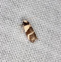 Eulechria triferella