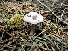 Clitocybe glacialis