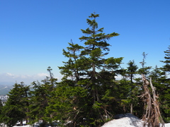 Abies mariesii