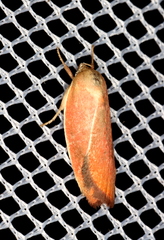 Ptyoptila matutinella