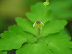 Dichocarpum nipponicum