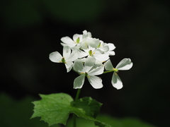 Diphylleia grayi