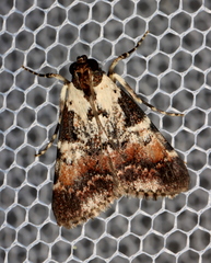 Orthaga rubridiscalis