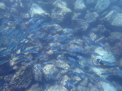 Caranx caballus