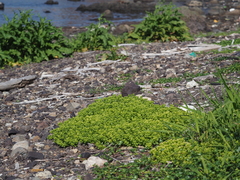 Honckenya peploides major