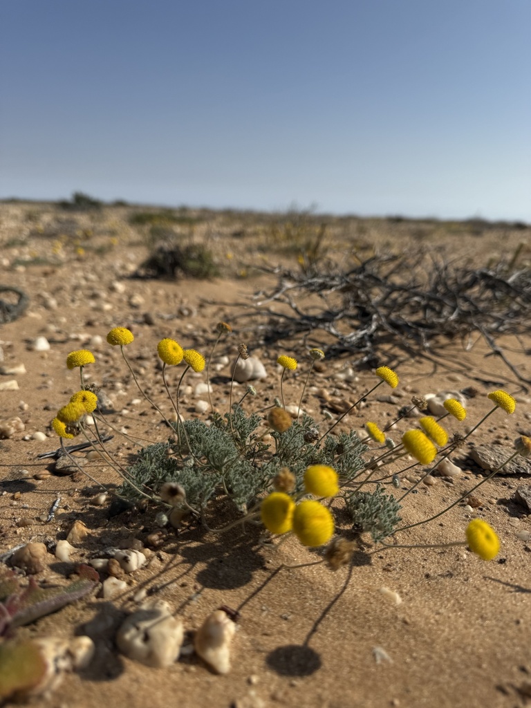 Foveolina dichotoma