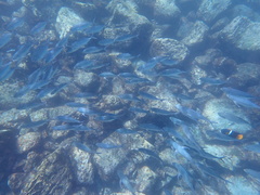 Caranx caballus
