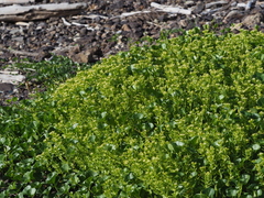 Honckenya peploides major