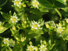 Honckenya peploides major