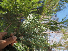 Abies mariesii