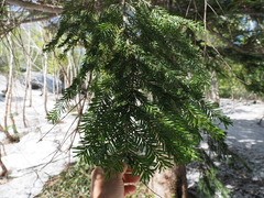 Abies mariesii