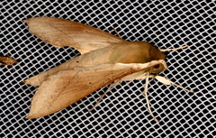 Theretra indistincta