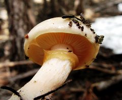 Pholiota olivaceophylla