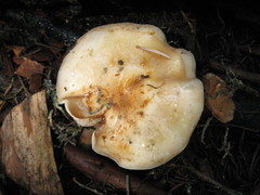 Pholiota olivaceophylla