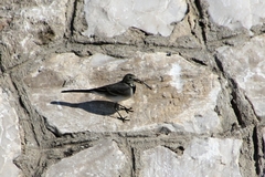 Motacilla alba