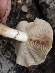 Pholiota olivaceophylla