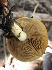 Pholiota olivaceophylla