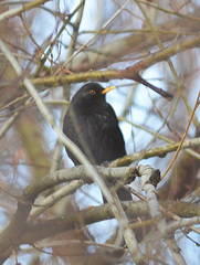 Turdus merula