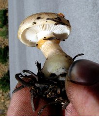 Pholiota olivaceophylla