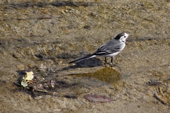 Motacilla alba