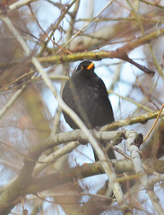Turdus merula