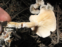 Clitocybe albirhiza