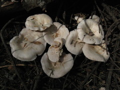 Clitocybe albirhiza