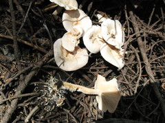 Clitocybe albirhiza