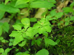 Dichocarpum nipponicum