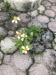 Bidens alba