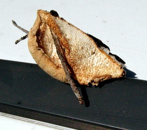 Tyromyces leucospongius image
