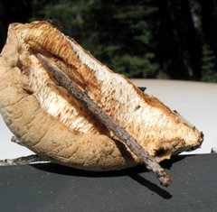 Tyromyces leucospongius image