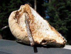 Tyromyces leucospongius image