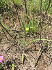 Hypoxis acuminata