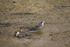 Motacilla alba