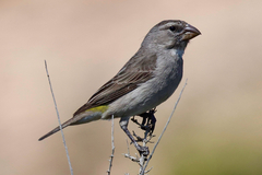 White-Throated Canary photo 4