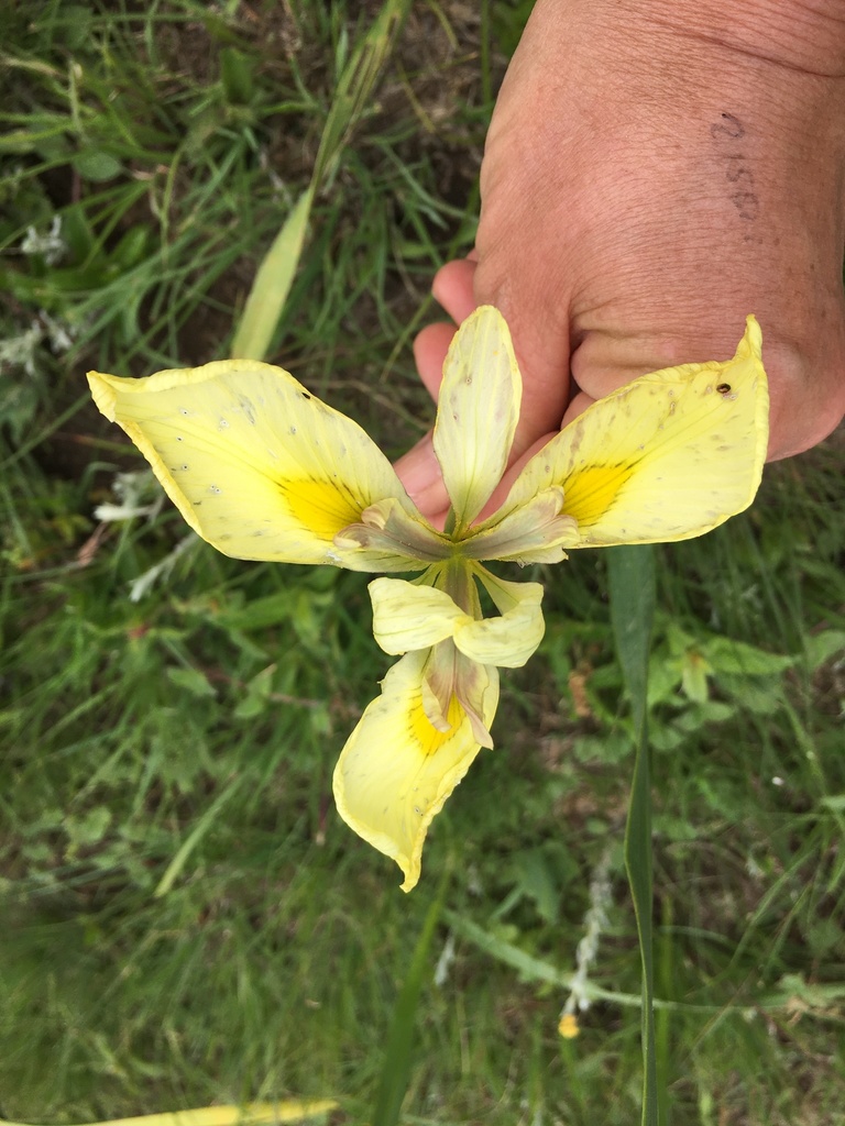 Moraea graminicola