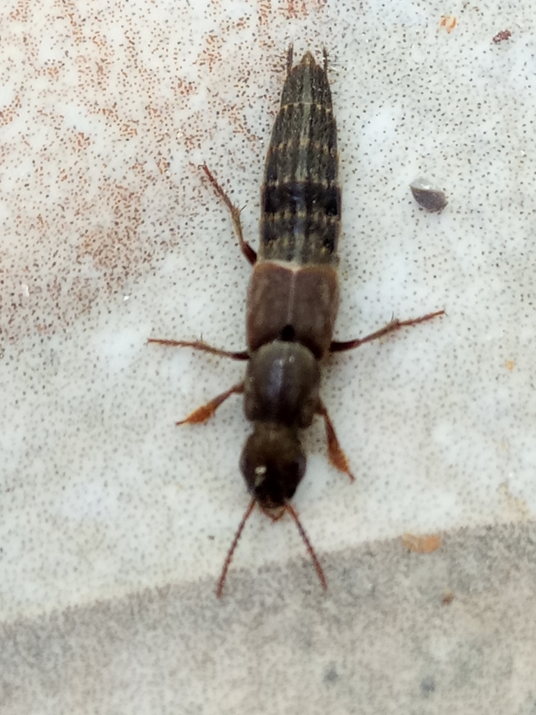 Ocypus fortunatarum
