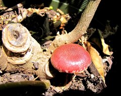 Gymnopilus luteofolius image