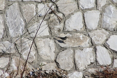 Motacilla alba