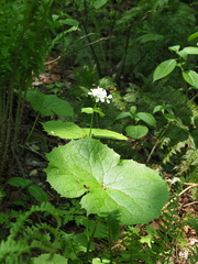 Diphylleia grayi