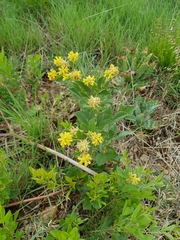 Pearsonia cajanifolia