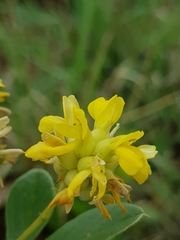 Pearsonia cajanifolia