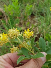 Pearsonia cajanifolia
