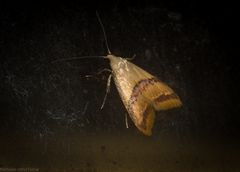 Hapaloteucha paragramma
