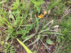 Hypoxis argentea sericea