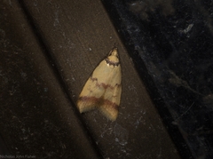 Heteroteucha anthodora